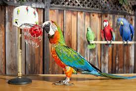 Zac the Macaw